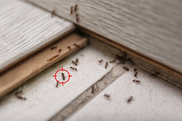 Best Wildlife Control Services  in Mountain Top, PA
